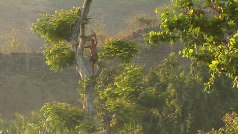 a man with a machete climbs a tree to cut branches