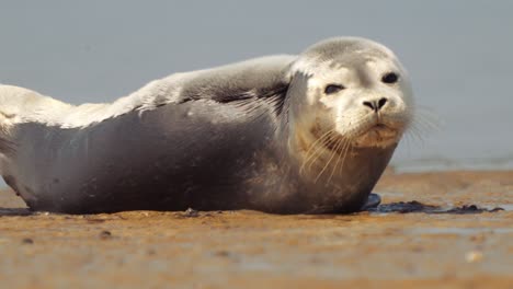 Foca-Perezosa-Tumbada-En-La-Orilla-Del-Mar-En-Un-Día-Soleado