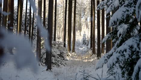 Forest-covered-in-snow,-the-sun-shining-through-the-white-trees