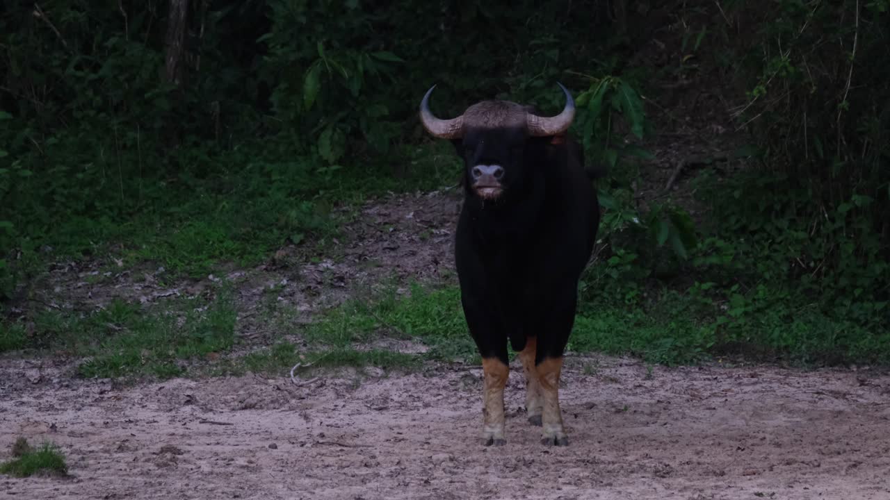 moviendo la cola para ahuyentar a algunas moscas, un bisonte indio bos gaurus salió del bosque a la salina en el parque nacional kaeng krachan, en la provincia de petchaburi, tailandia