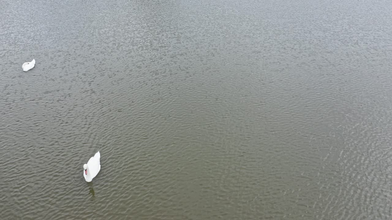 Aerial orbit around two swimming swans, 4k