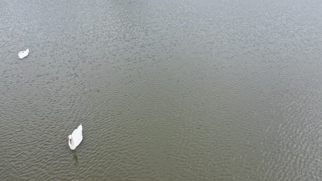 aerial orbit around two swimming swans, 4k