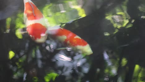 colorful koi fish glide through a dappled sunlight pond