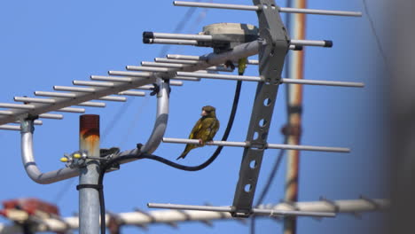 verderón de cabeza gris donde se posan en la antena de televisión en un día soleado con viento