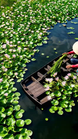 person in conical hat harvesting lotus stems and flowers from a boat