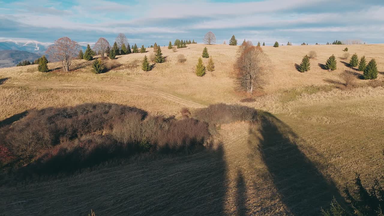 drone de carreras aéreas volando entre árboles acercándose a un árbol solitario en la cima de una colina durante una puesta de sol a finales de otoño