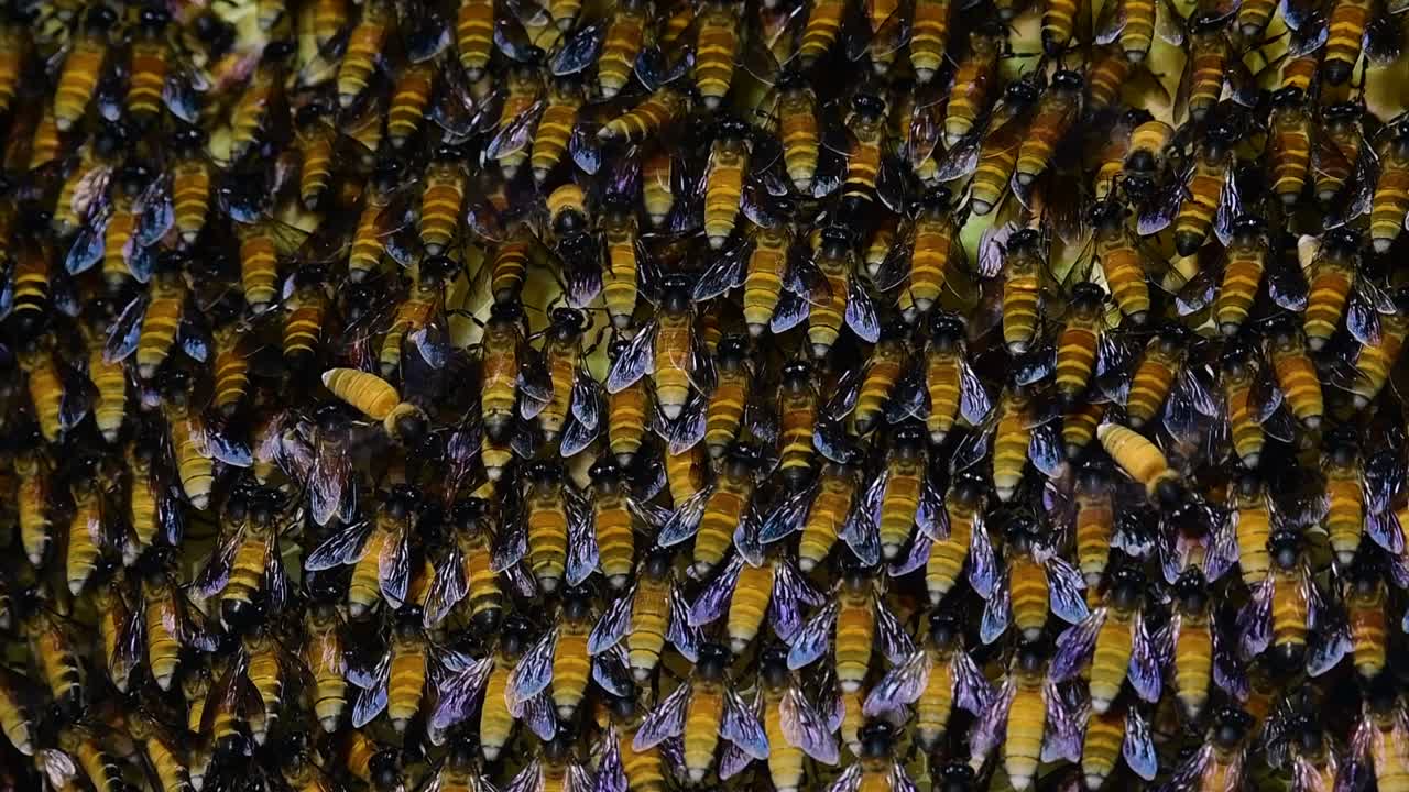 se sabe que las abejas melíferas gigantes construyen grandes colonias de nidos con bolsillos simétricos hechos de cera para almacenar miel como fuente de alimento.
