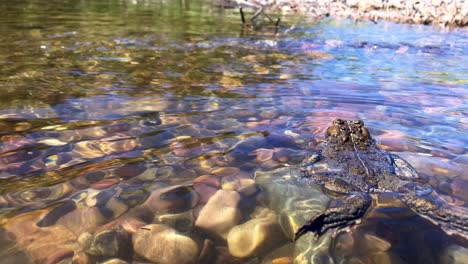 un sapo occidental nada en un río, luego flota
