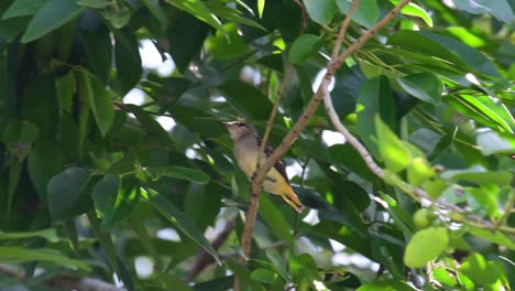 Pequeño-Miniveterinario,-Pericrocotus-Cinnamomeus