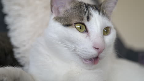 Close-up-shot-of-panting-white-cat-with-yellow-eyes-during-hot-summer-day---tired-cat-resting-indoors-in-shadow