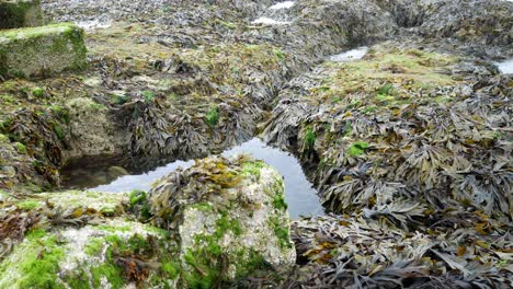 seaweed algae rugged rock pool saltwater reef ecology pan right