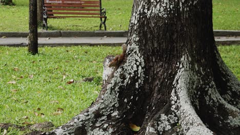 a delightful shot of a squirrel sitting on a tree trunk in a park in ho chi minh city, vietnam