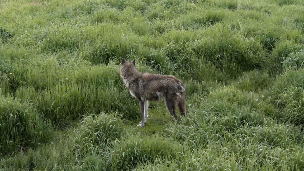 Suspicious Alaskan Tundra Wolf investigating something in the distance while walking through tall grass