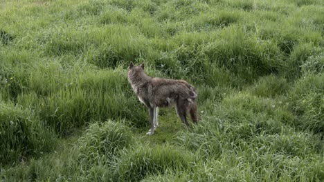 suspicious alaskan tundra wolf investigating something in the distance while walking through tall grass