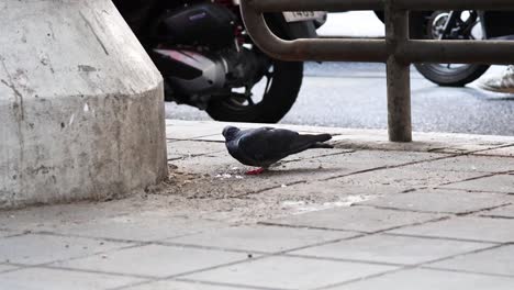 pigeons foraging for food on a concrete path