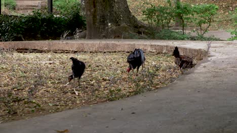 Chickens-in-dirt-next-to-concrete-path-looking-pecking-around-for-food