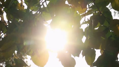 la luz del sol brillando a través de las hojas
