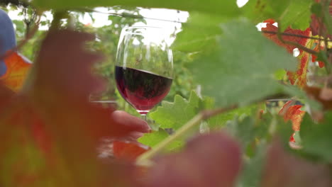 Red-wine-tasting-in-agriculture-cultivation-field-of-vineyards-grapes