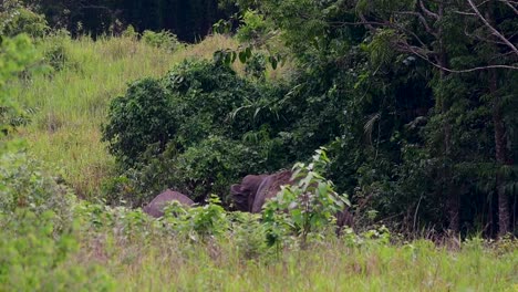 Los-Elefantes-Asiáticos-Son-Especies-En-Peligro-De-Extinción-Y-También-Son-Residentes-De-Tailandia