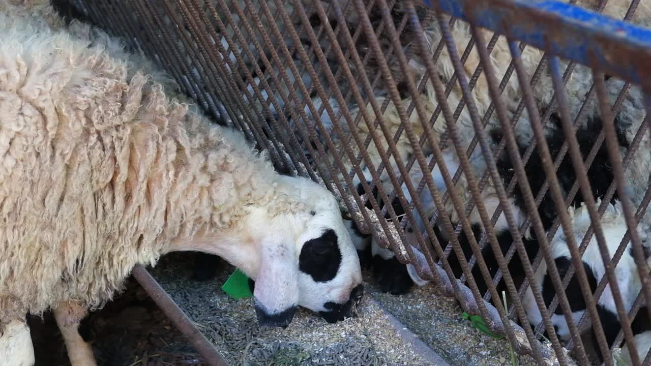 터키 에서 이슬람교 의 이드 알 아다 축제 를 앞두고 임시 가축 시장 에서 희생 염소 를 먹이고 있다