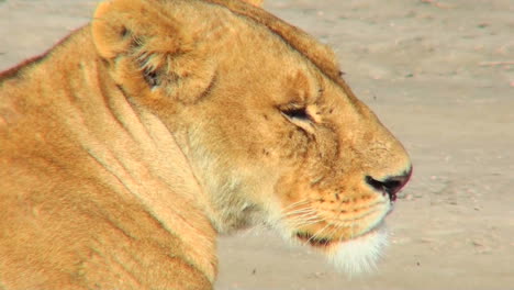 A-female-lioness-turns-to-profile