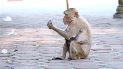 Una-Madre-Macaca-Con-Su-Cría-Aferrada-A-Su-Pecho-Comiendo-Comida-Chatarra-Pero,-Después-De-Un-Tiempo,-Se-Aleja-Del-Extraño-Con-Otros-Macacos-En-La-Calle-En-Tailandia---Tiro-Medio