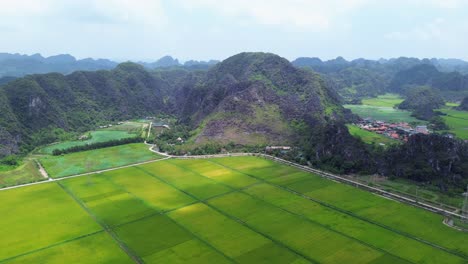 smooth zoom in across golden rice crops with mountain range background under summer sky
