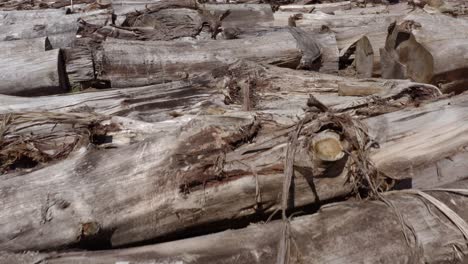 flying low over old driftwood logs on beach, chunks of weathered timber