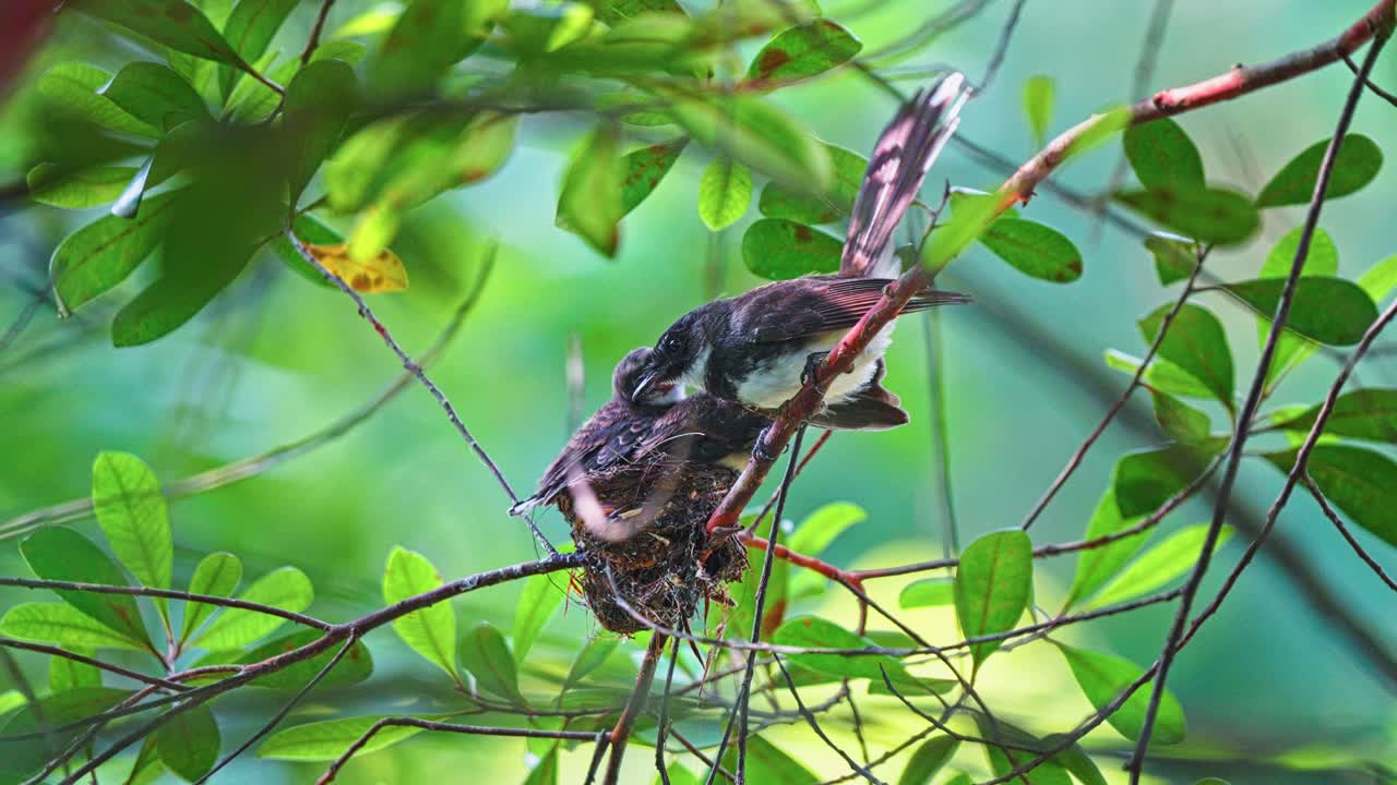 Close Up Of Oriental Pied Fantail With Chicks On The Twig