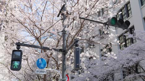 Mejor-Flor-De-Cerezo-En-Tokio