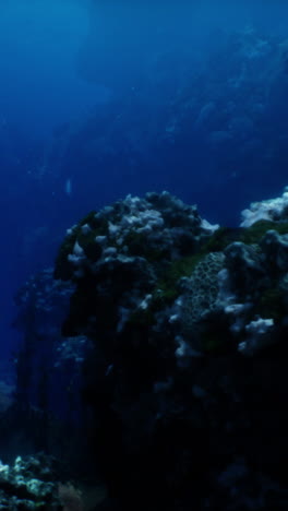 a close-up view of a coral reef in the ocean