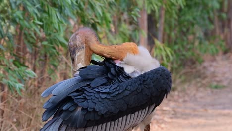 Mayor-Ayudante-Salvaje-De-Cabeza-Desnuda,-Leptoptilos-Dubius,-Acicalándose-Plumas-Con-Un-Enorme-Pico-Rústico-Con-Gracia-En-Un-Día-Ventoso-En-Buriram,-Isan,-Tailandia