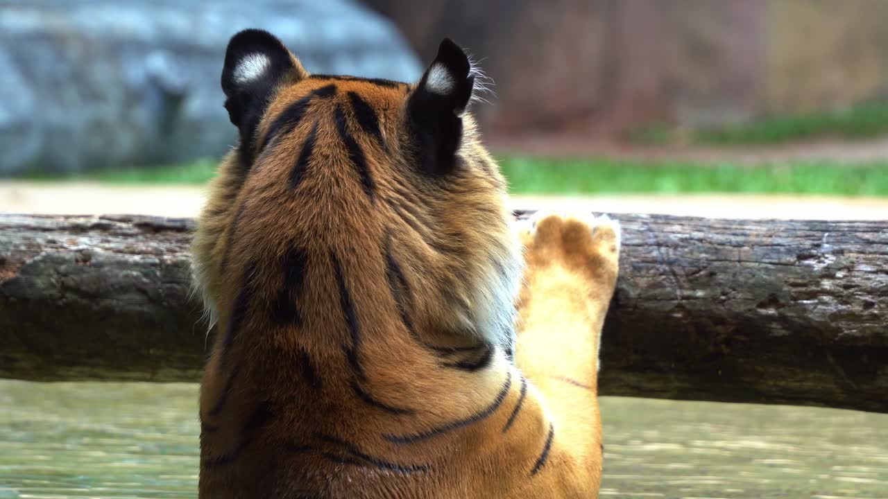 가짜 눈으로 알려진 귀에 뚜렷한 흰색 반점이 있는 수마트라 호랑이, 물에 몸을 담그고, 포로로 나무 막대에 매달려 있고, 서식지 손실로 인해 심각한 멸종 위기에 처한 종, 클로즈업 샷
