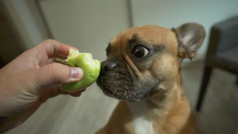 Dog-with-big-eyes-happy-eat-green-apple-from-hand---French-bulldog