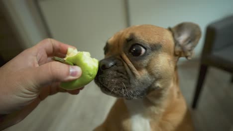 dog with big eyes happy eat green apple from hand - french bulldog