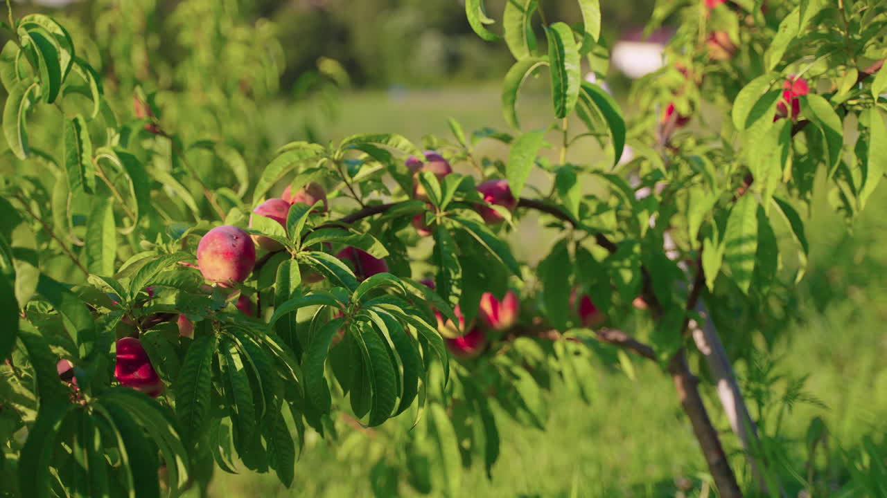 Peaches on the Tree