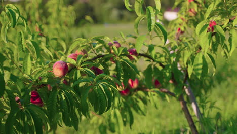 peaches on the tree