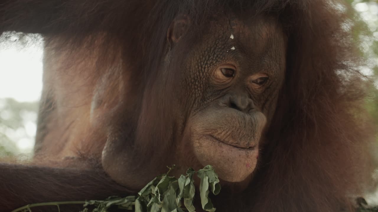 un gran orangután jugando con la comida