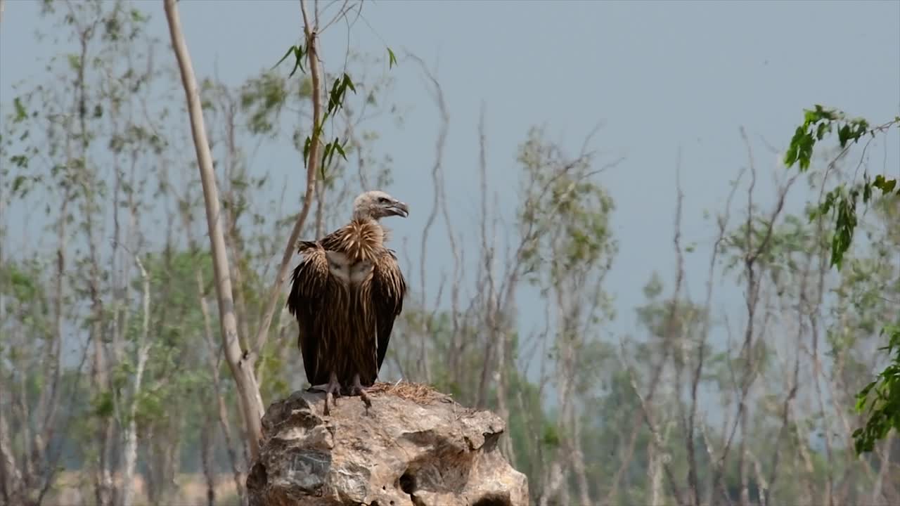 el buitre leonado del himalaya está casi amenazado debido a la fuente de alimento tóxico y la pérdida de hábitat