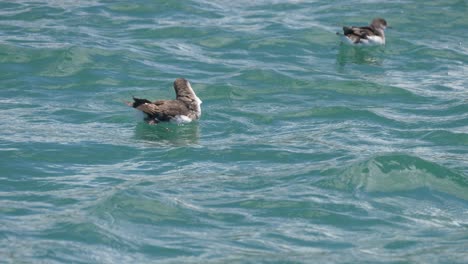 Flatternder-Sturmtaucher-Schwimmt-Auf-Dem-Ozean-Und-Putzt-Seine-Flügelfedern-In-Neuseeland