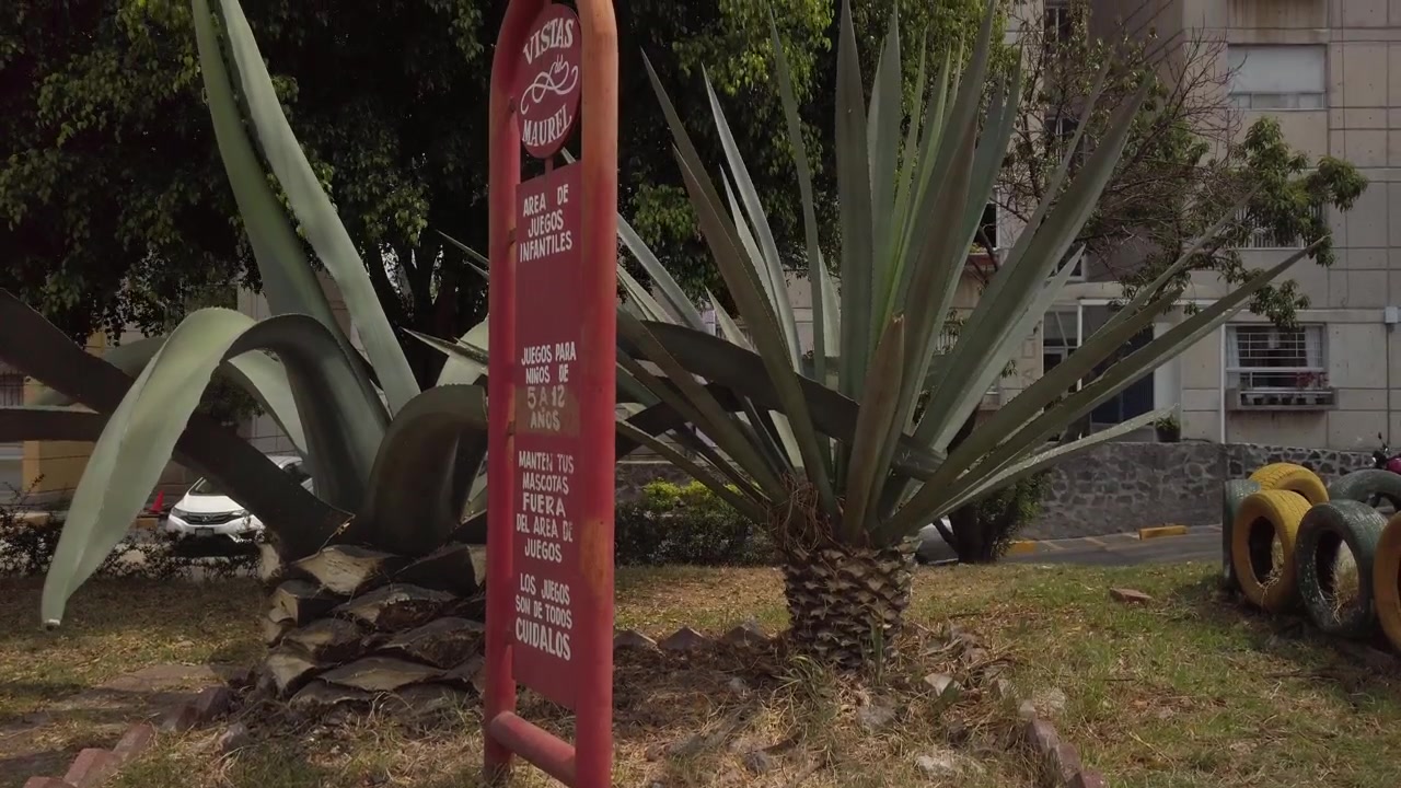 Maguey in un parco tra edifici