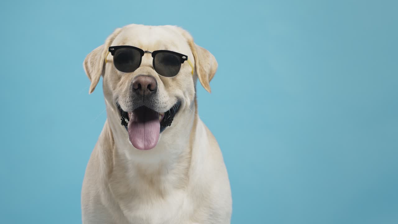 선글라스를 입은 래브라도르 리트리버