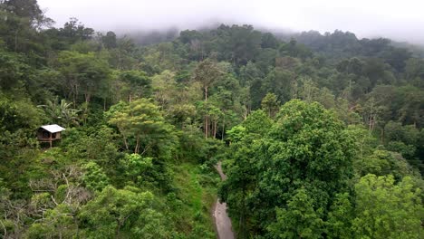 zbliżenie drogi przez dżunglę otoczonej górskim krajobrazem z gęstą leśną dżunglą na środkowej wyspie sumbawa w indonezji