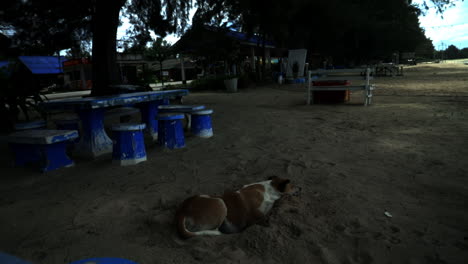 Dog-lying-on-the-beach-and-looking-around