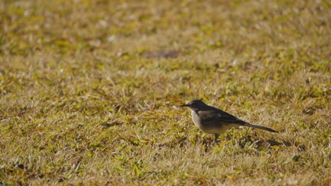 Cape-wagtail-bird-picks-up-small-insect-in-its-beak,-close-up,-shallow-focus