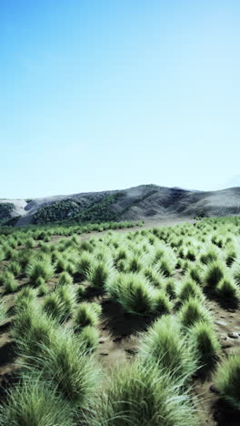 grassy field with mountain backdrop