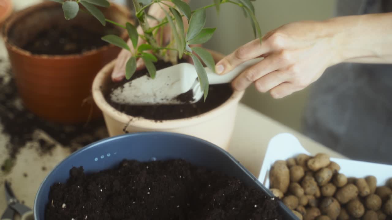 Donna che si prende cura di un albero ombrello nano