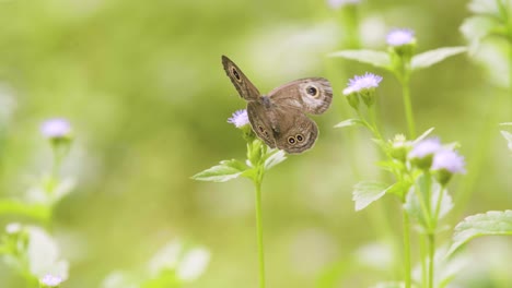 butterfly pollinating flowers in natural environment-2