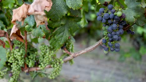 grapes maturing on vines in french vineyard