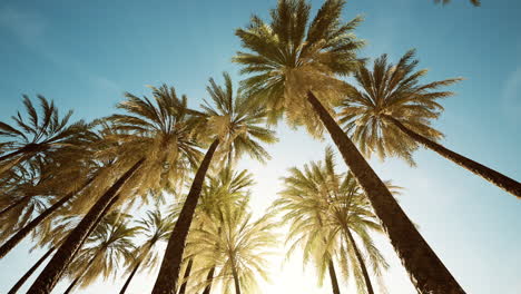 Blick-Auf-Die-Vorbeiziehenden-Palmen-Unter-Blauem-Himmel